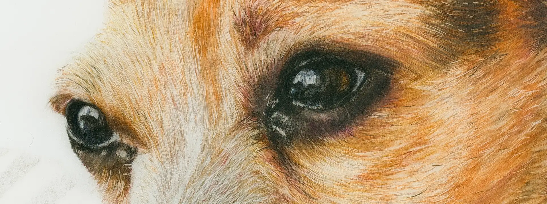pencil drawing of terrier